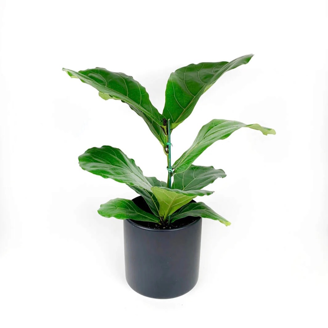 Fiddle Leaf - Ficus Lyrata