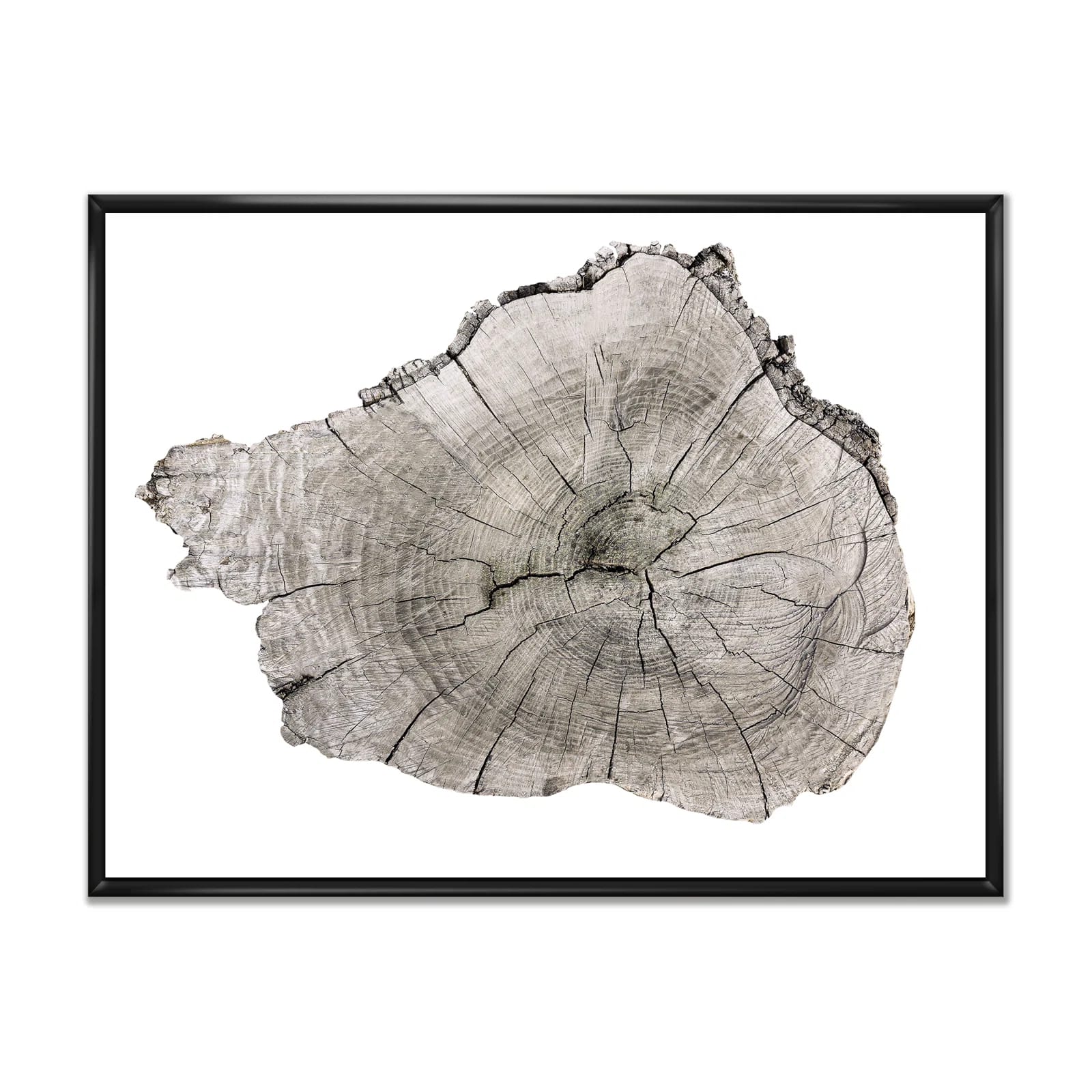 " Cross Section Of Tree Trunk " On Canvas