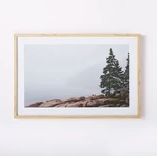 Foggy Tree