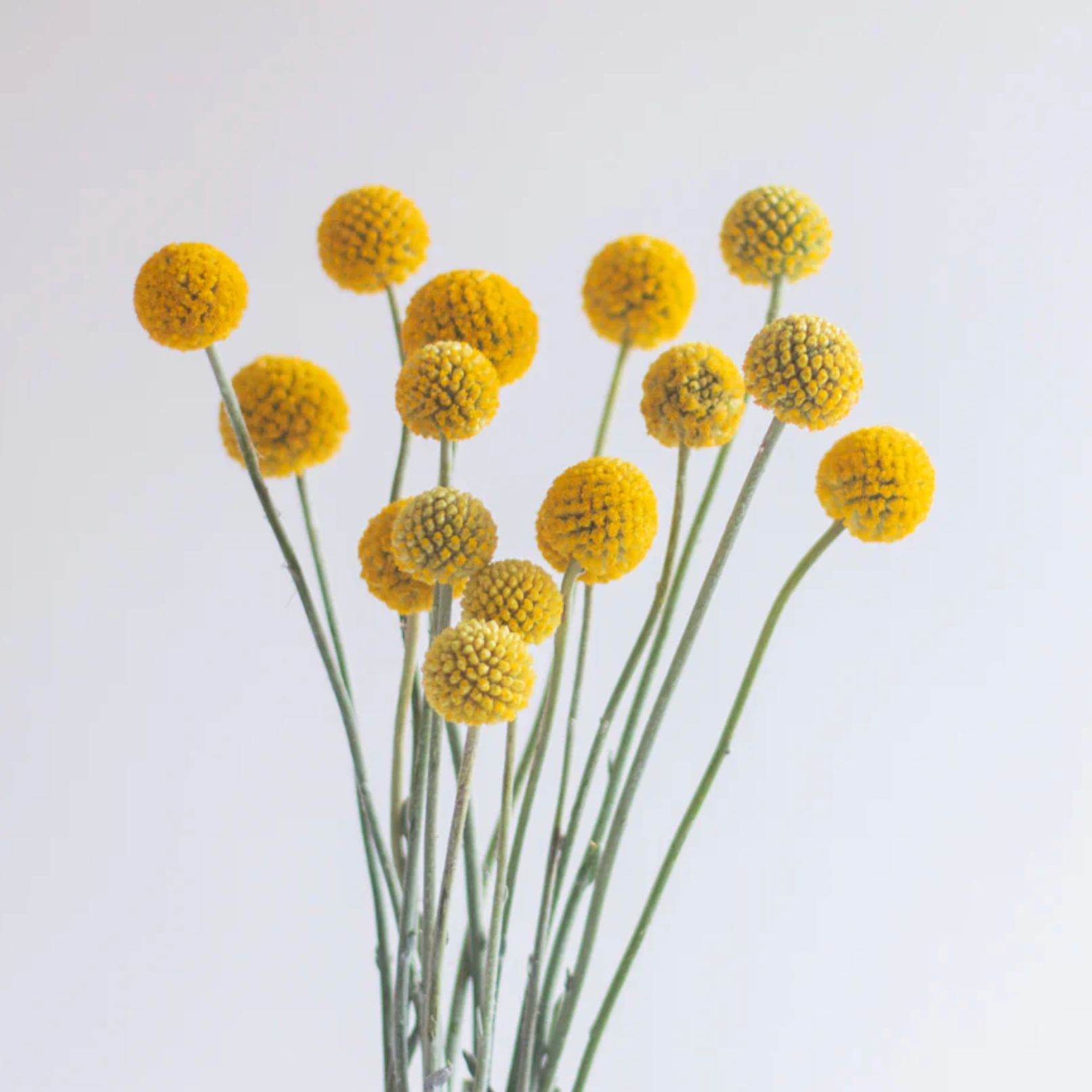 Natural Craspedia Dried Flowers, Yellow Billy Buttons Balls Bouquet