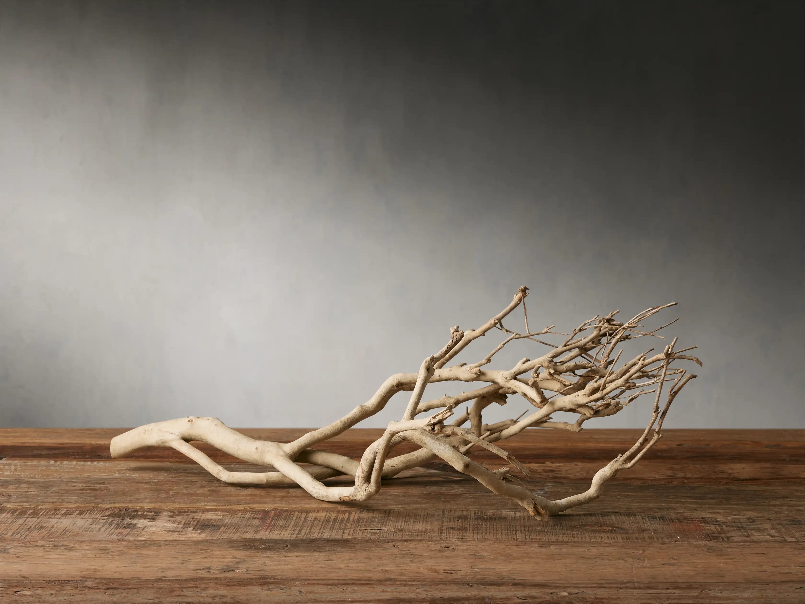 Natural Tea Tree Branch
