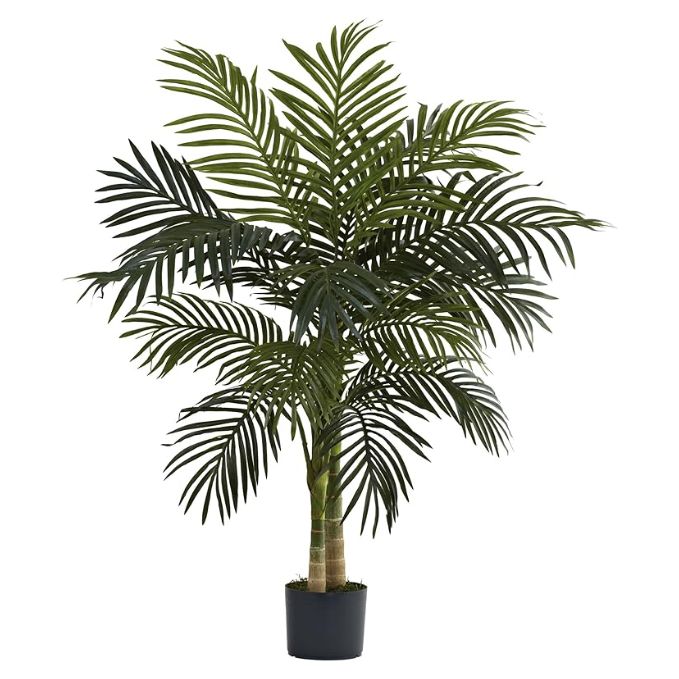 Palm Tree