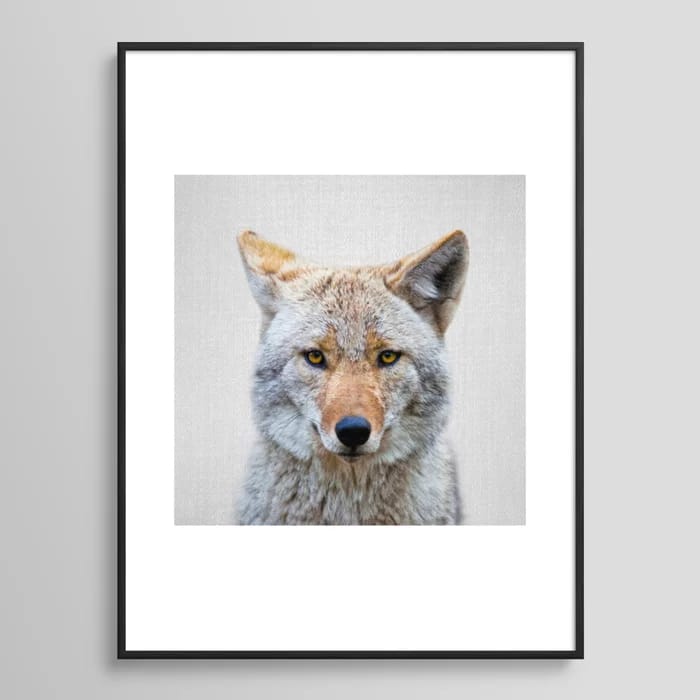 Coyote - Colorful Framed Art Print
