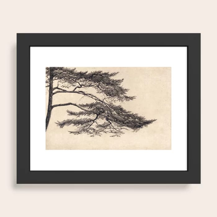 Pine Tree Branch Art Print