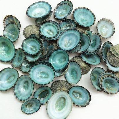 50 Aqua Blue Teal Green Limpet Shells 12
