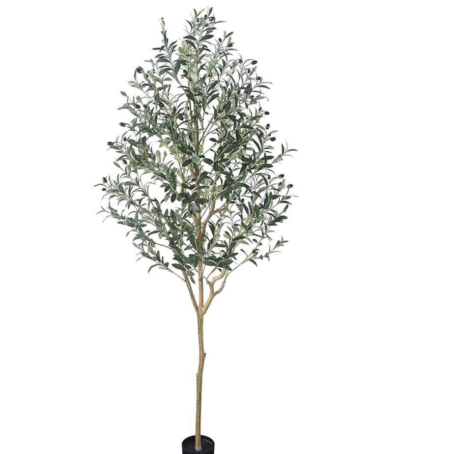 Olive Tree