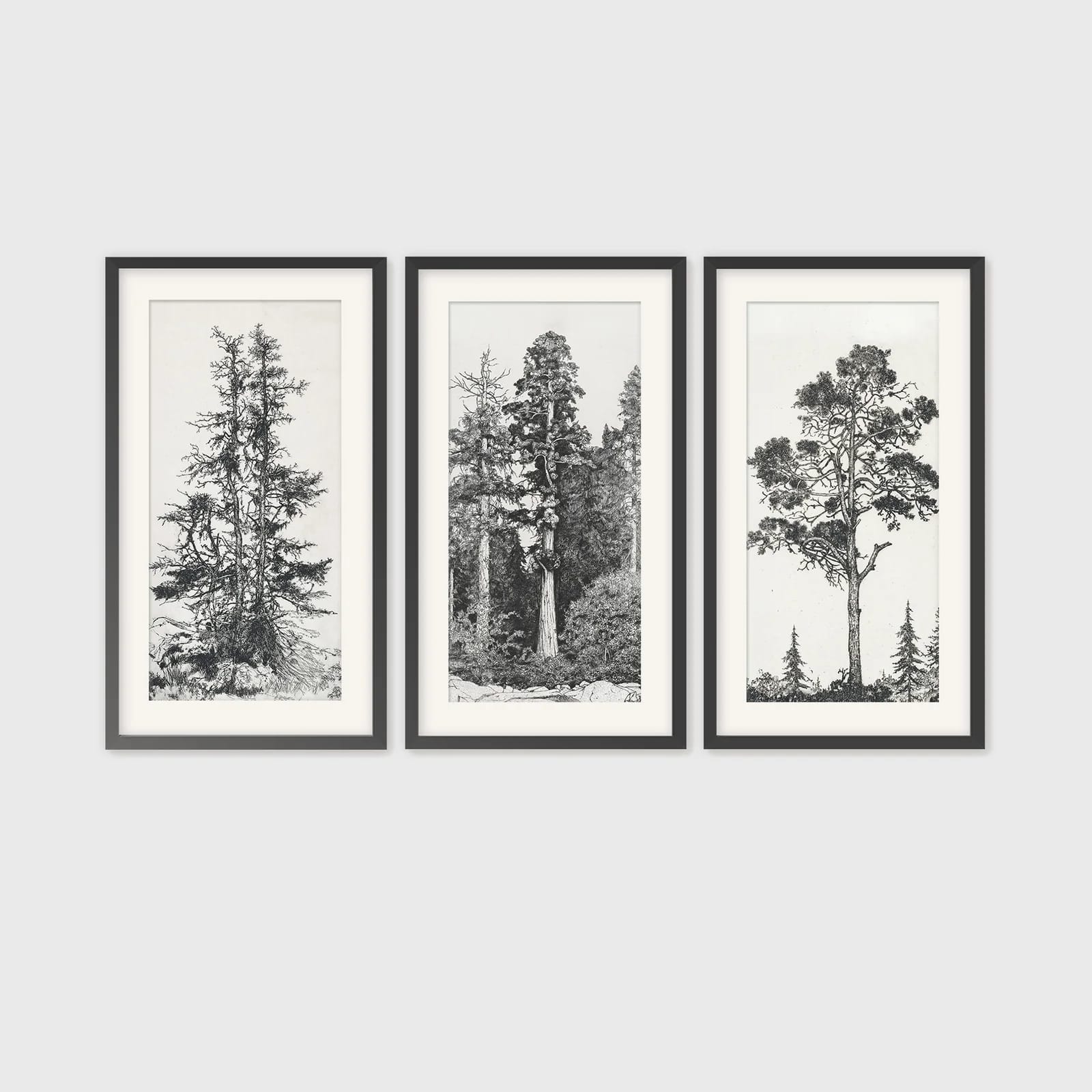 Black and White Tree illustration Triptych