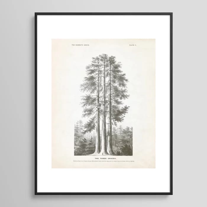 Sequoia Tree Illustration - The Three Graces at Mariposa Grove in Yosemite National Park Framed Art Print