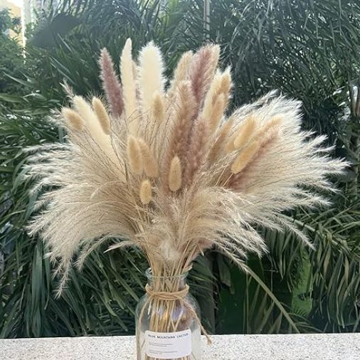 Pampas Grass