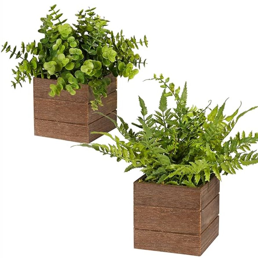 Plants