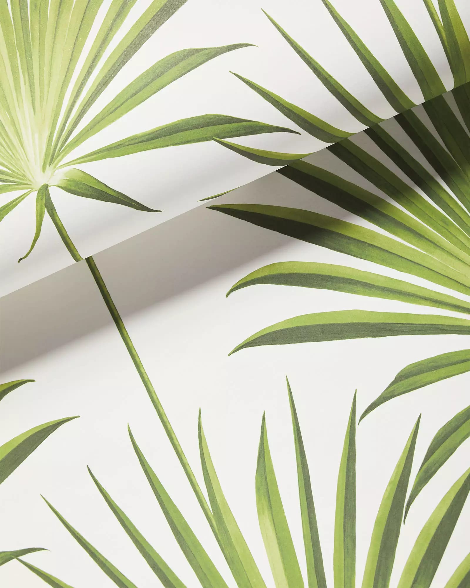 Island Palm Wallpaper