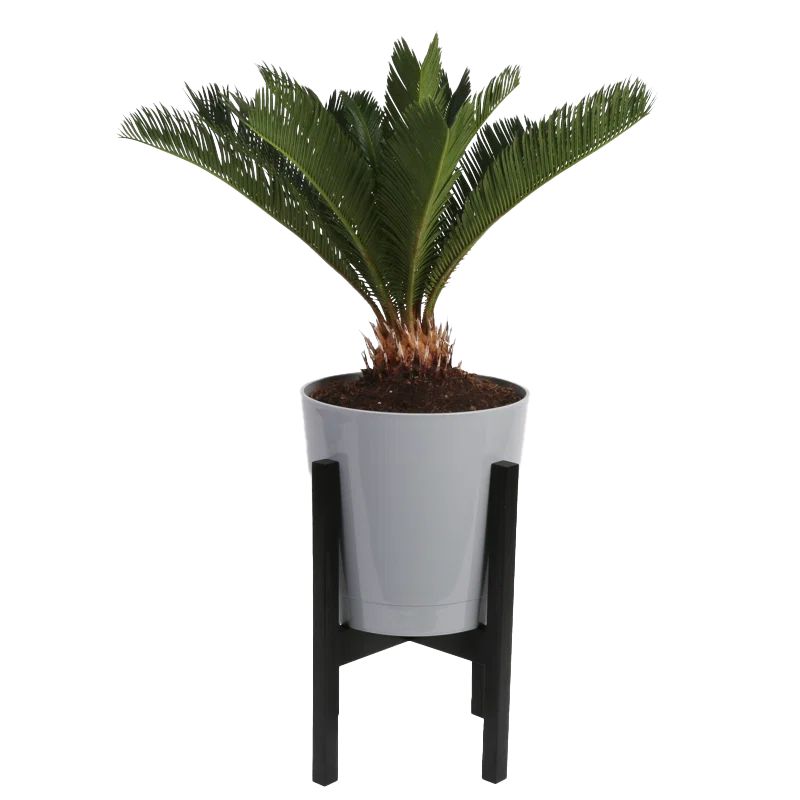 Costa Farms Indoor Cycas Sago Palm House Plant In 10 Inch Decor Pot With Stand