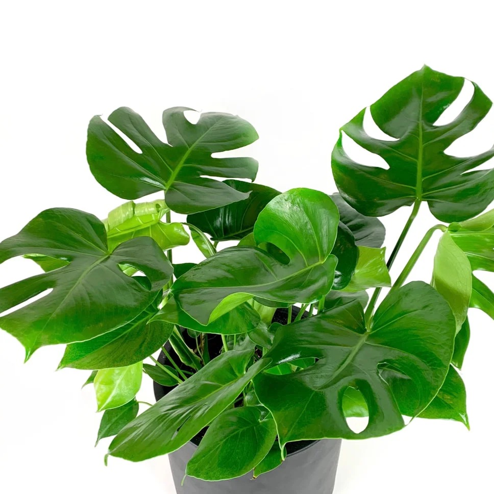 Monstera Deliciosa Split Leaf