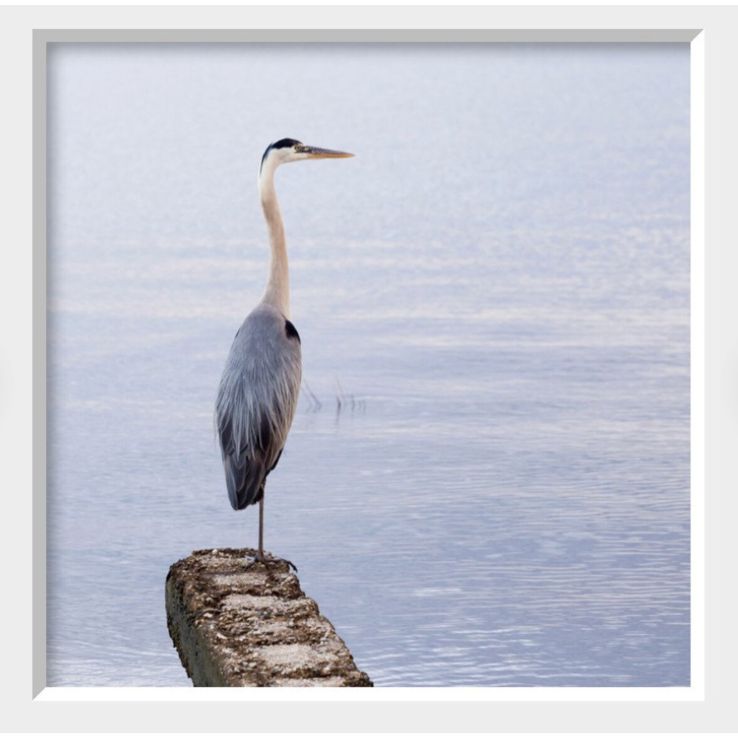 Great Blue Heron Photo Coastal Bird Wall
