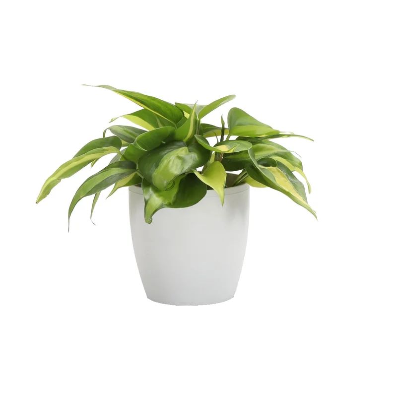 Thorsens Greenhouse Live Brazil Philodendron Plant In Classic Pot