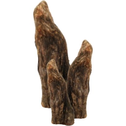 Cypress Knees