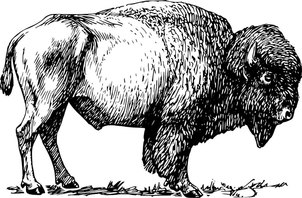 Where the Bison Roam | 1111