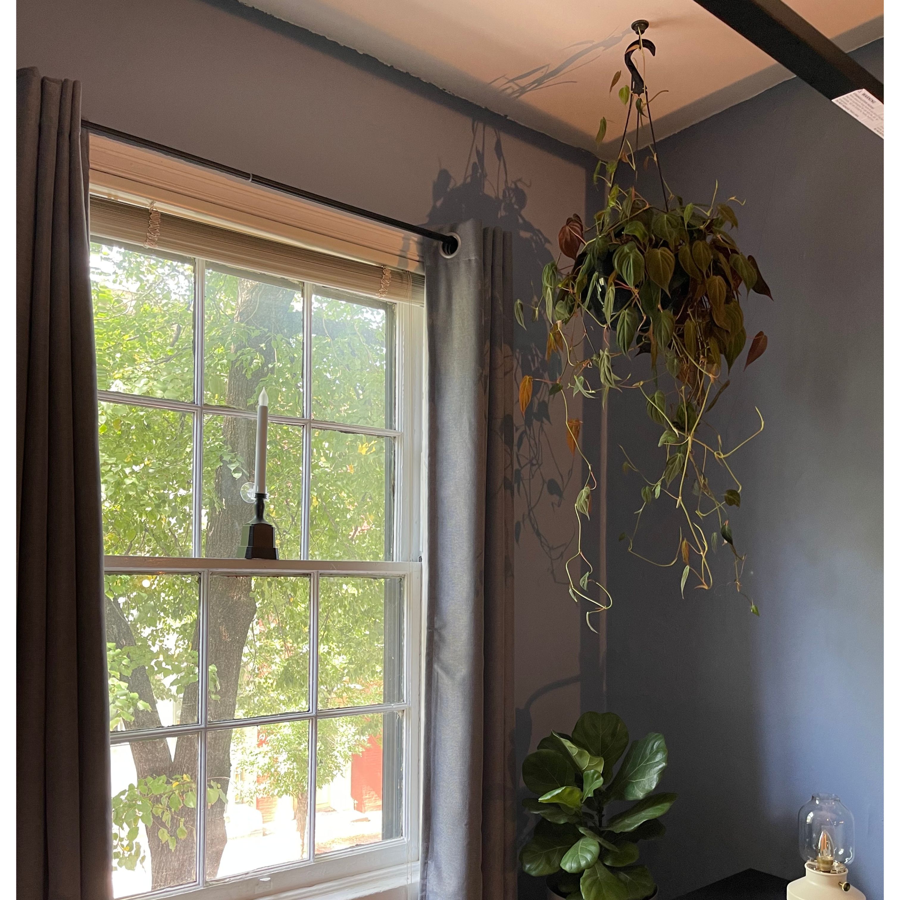 Philodendron Micans