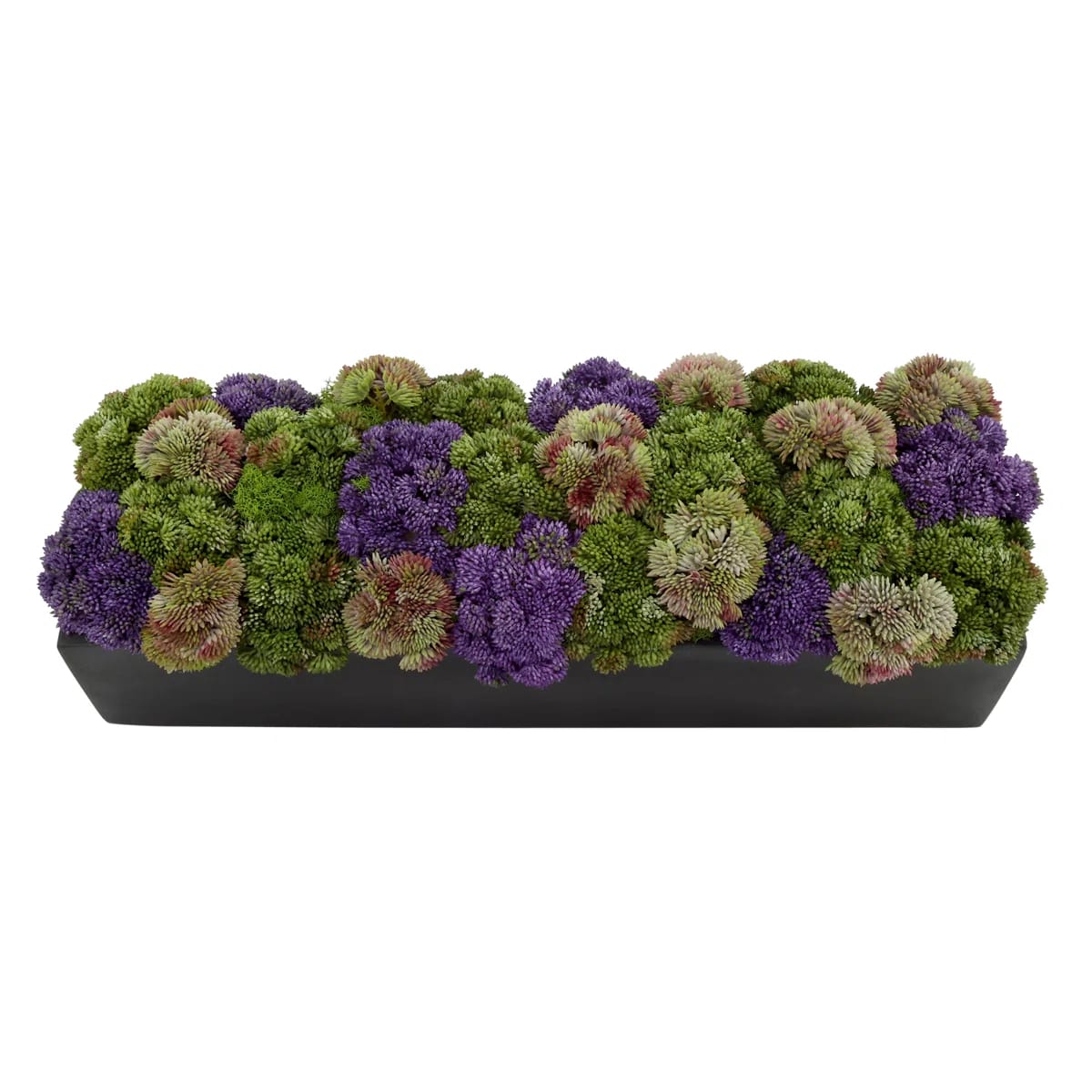 Multi Colored Sedum In Black Planter