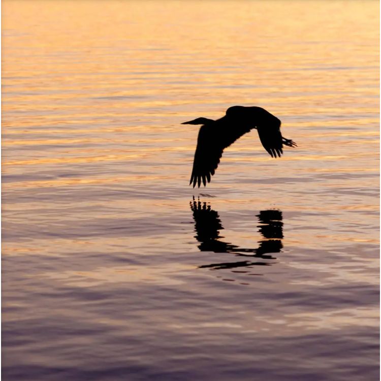 Heron Silhouette Print Coastal Bird
