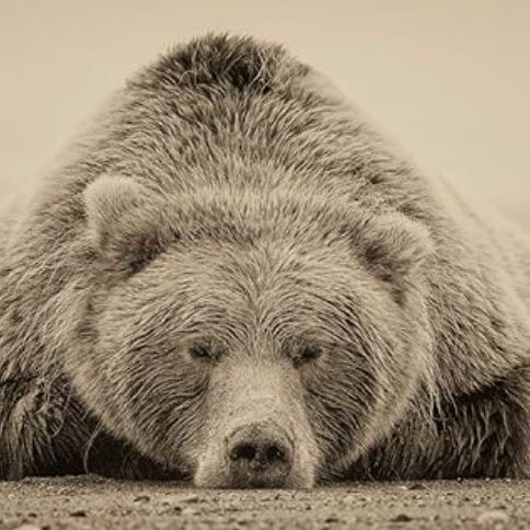 Sleepy Grizzly Bear