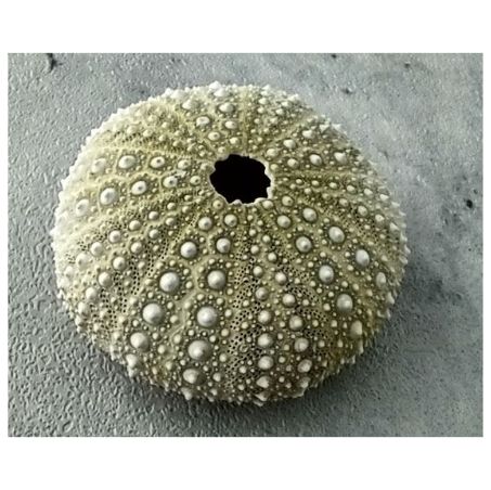 20 Green Sea Urchin 1 34 To 2 14 Inches