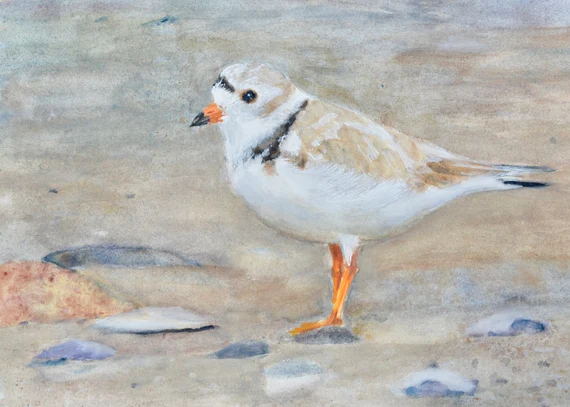 Piping Plover Standing In The Sand Print