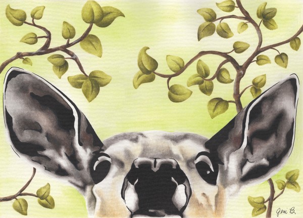 Peekaboo Deer