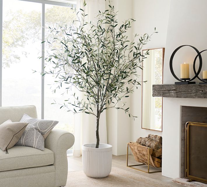 Potted Olive Tree