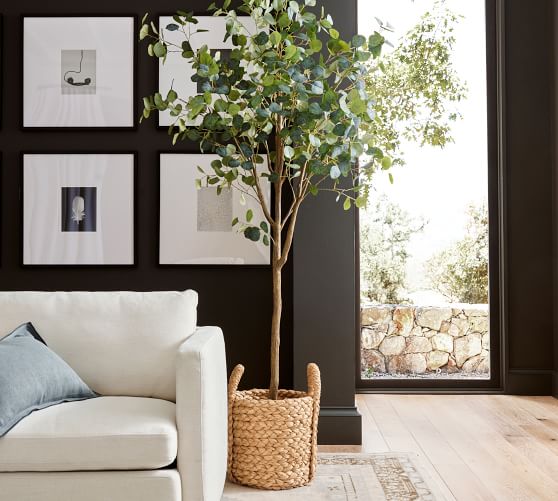 Silver Dollar Eucalyptus Tree