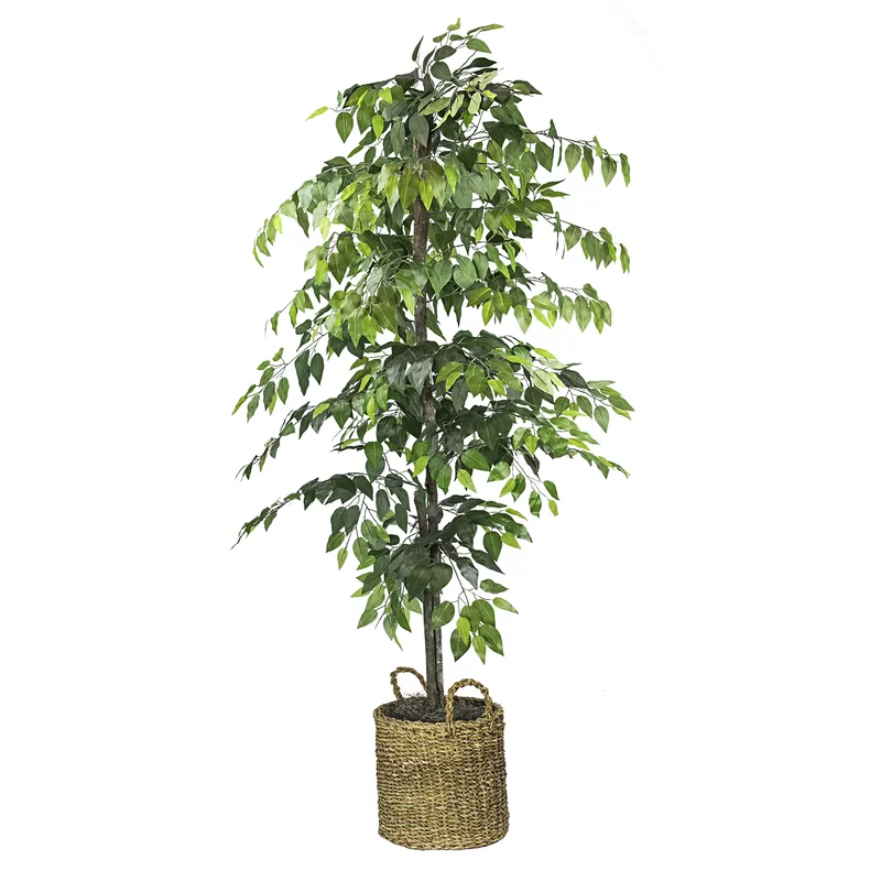 Birch Lane 72 Artificial Ficus Tree In Basket