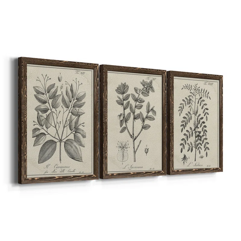 Kelly Clarkson Home Antique Black And White Botanical Vii 3 Piece Picture Frame Drawing Print Set On Canvas