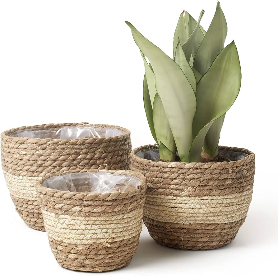  Large Planter Blasket
