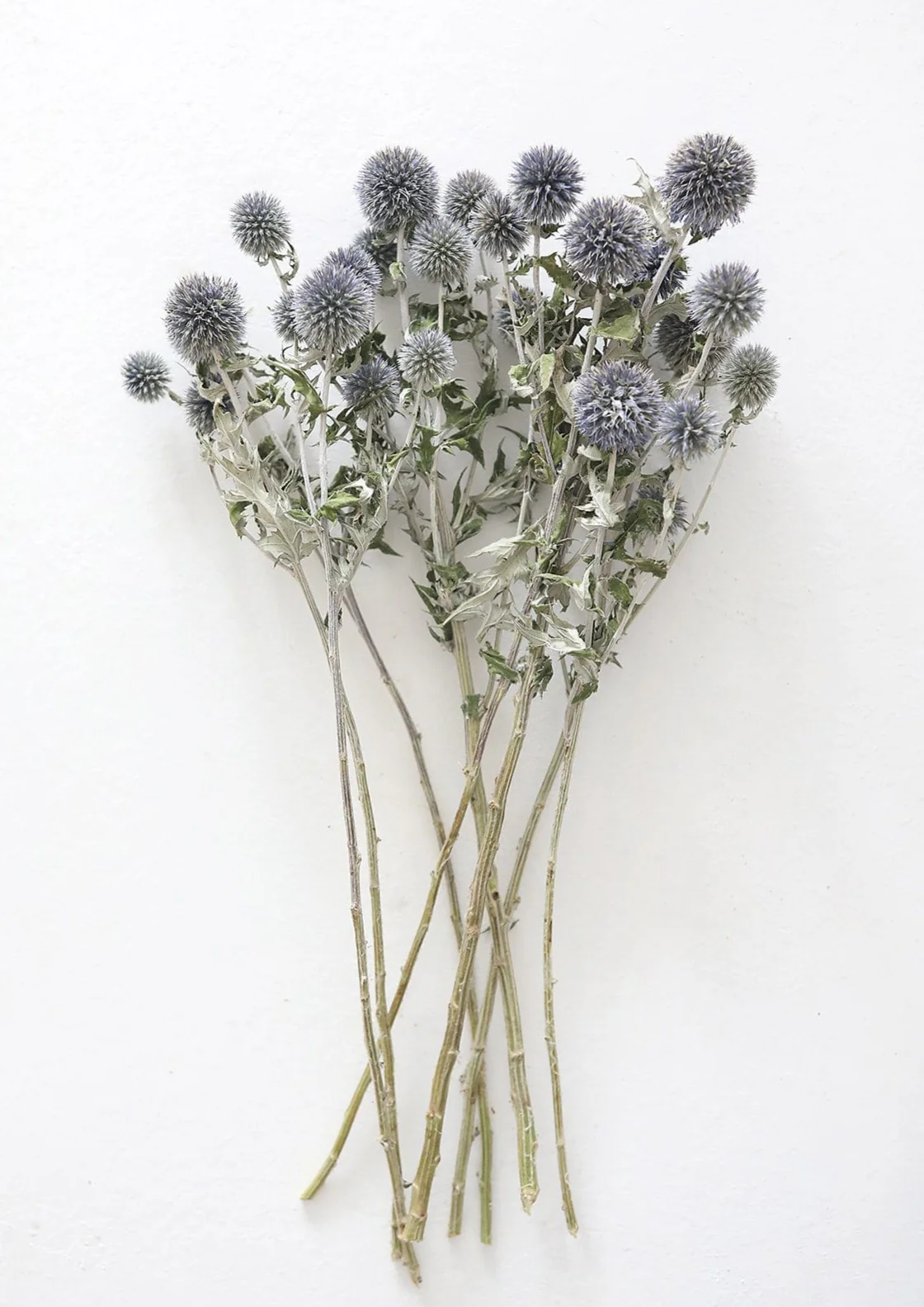 Blue Globe Thistle | Dried Flowers & Wildflowers At