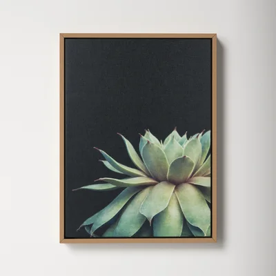 Allmodern Macri Succulent 8 By Emiko And Mark Franzen Of F2images Print On Canvas