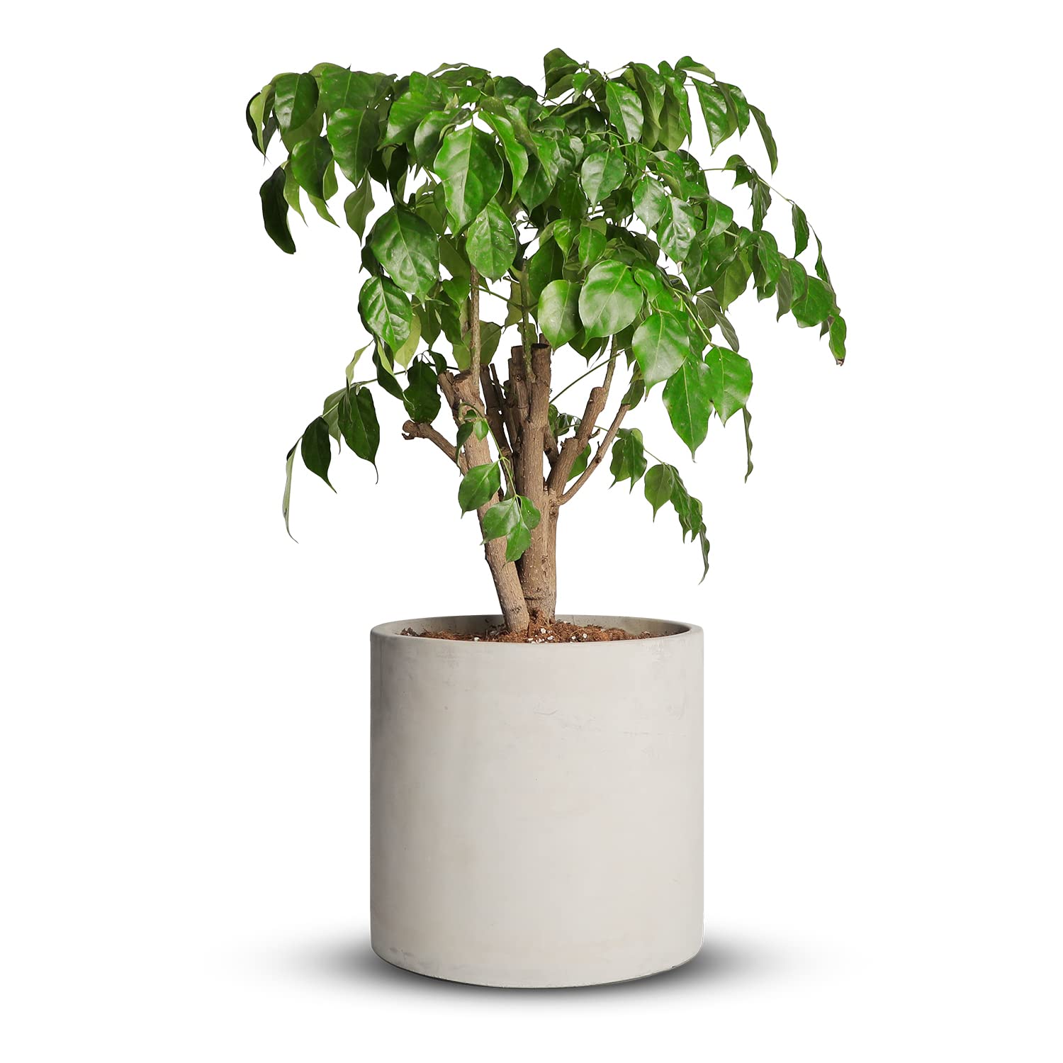 Mozing Cement Plant Pots Indoor - 12 Inch Concrete Planter Pot For Planting - Modern Stone Clay Flower Pot With Drainage Hole For Garden