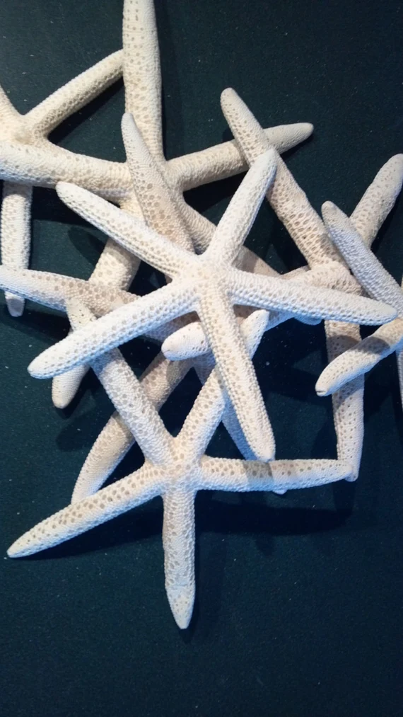 50 Pcs White Finger Starfish Bulk 50 Pcs