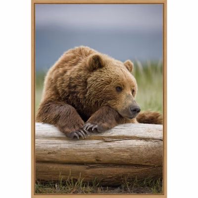 16" X 23" Bear Resting On A Beached Log By Paul Souders Danita Delimont Framed Canvas Wall Art Brown - Amanti Art: Animal Lithograph