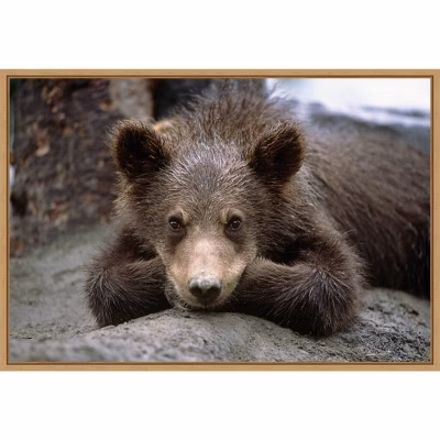 23" X 16" Grizzly Bear Cub Lying Down By Design Pics Danita Delimont Framed Canvas Wall Art - Amanti Art: Nature-inspired Decor