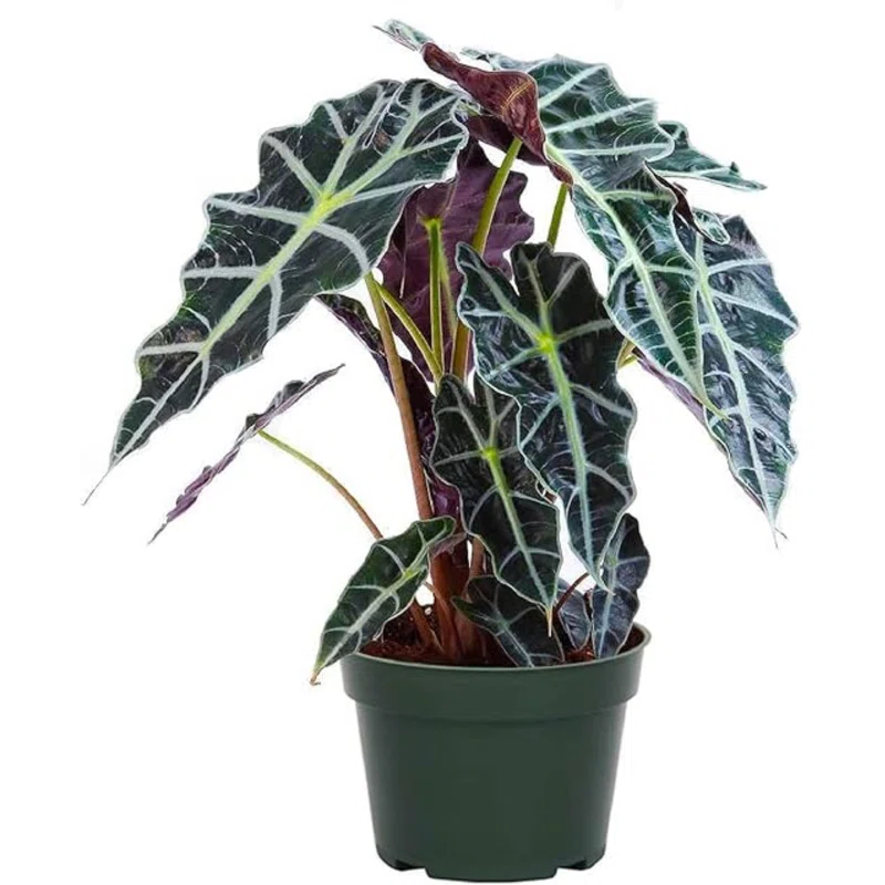 American Plant Exchange Alocasia Polly African Mask Plant Live Houseplant 6 Inch Pot Deep Purple Foliage Perfect For Gifting