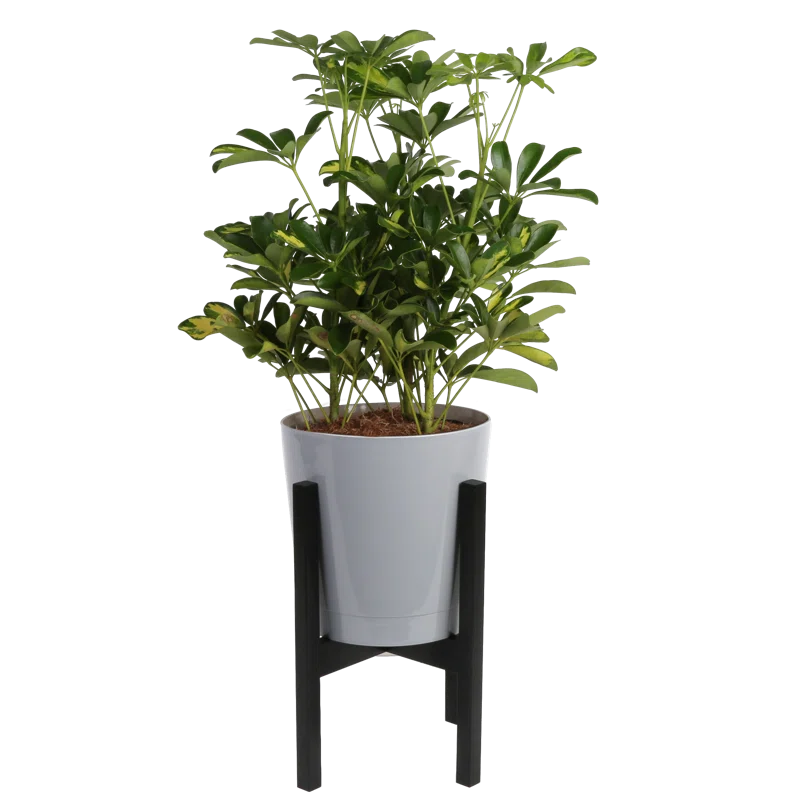 Costa Farms Indoor Philodendron Selloum House Plant In 10 Inch Decor Pot With Stand