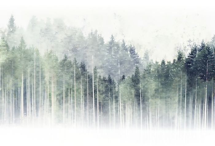 Forest Wallpaper | Misty Pine Tree Design For Tranquil Interiors