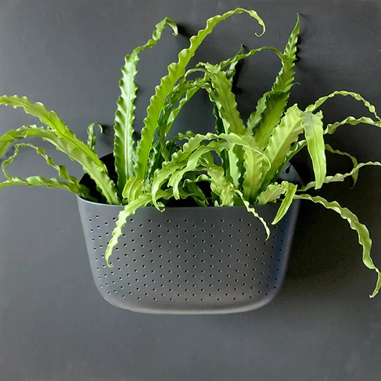 Eco Charcoal Wall Planter | Wallygrow