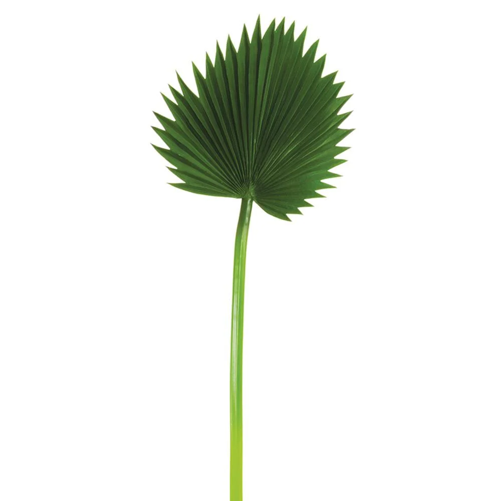 Soft Fan Palm Leaf