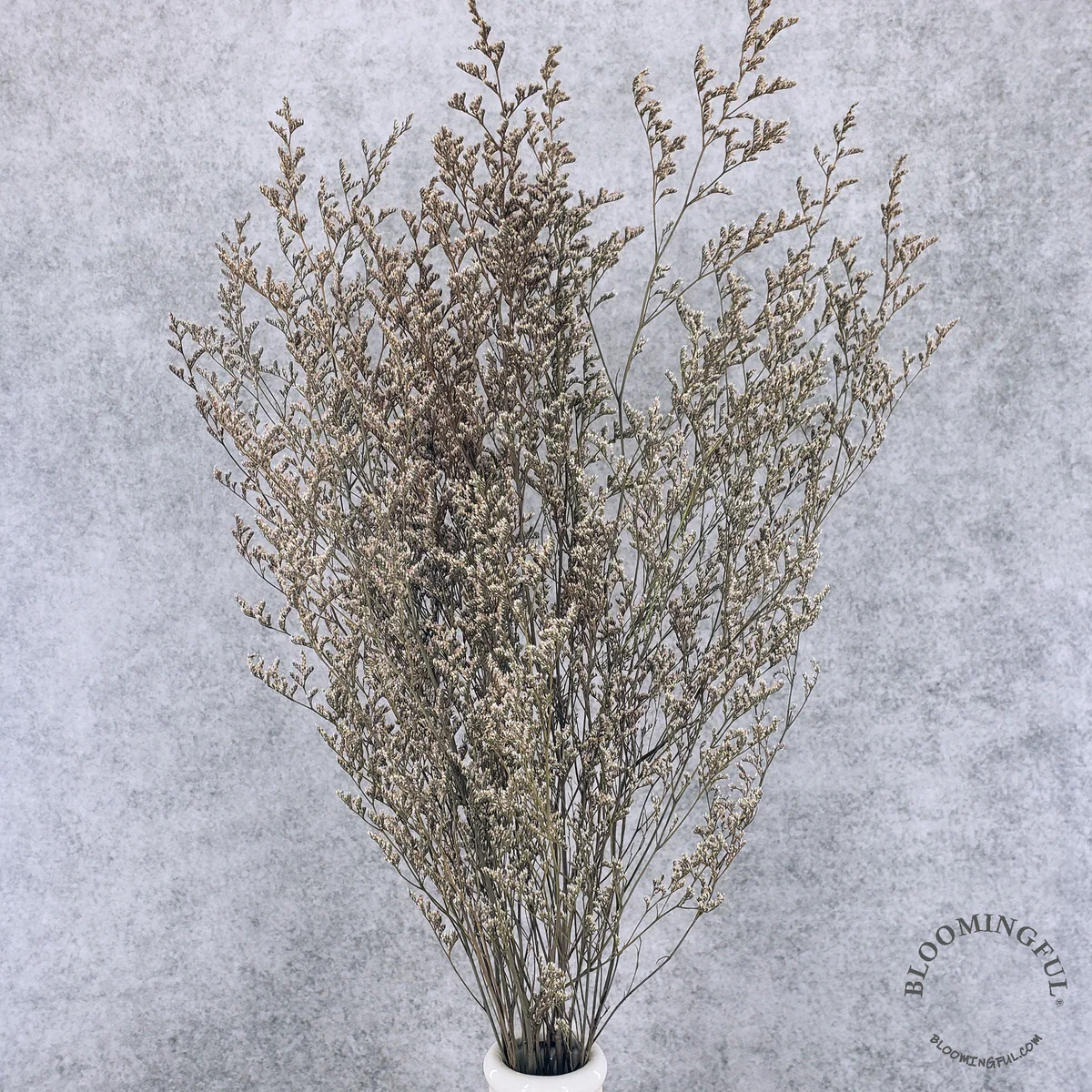 Preserved Caspia Limonium - Natural 