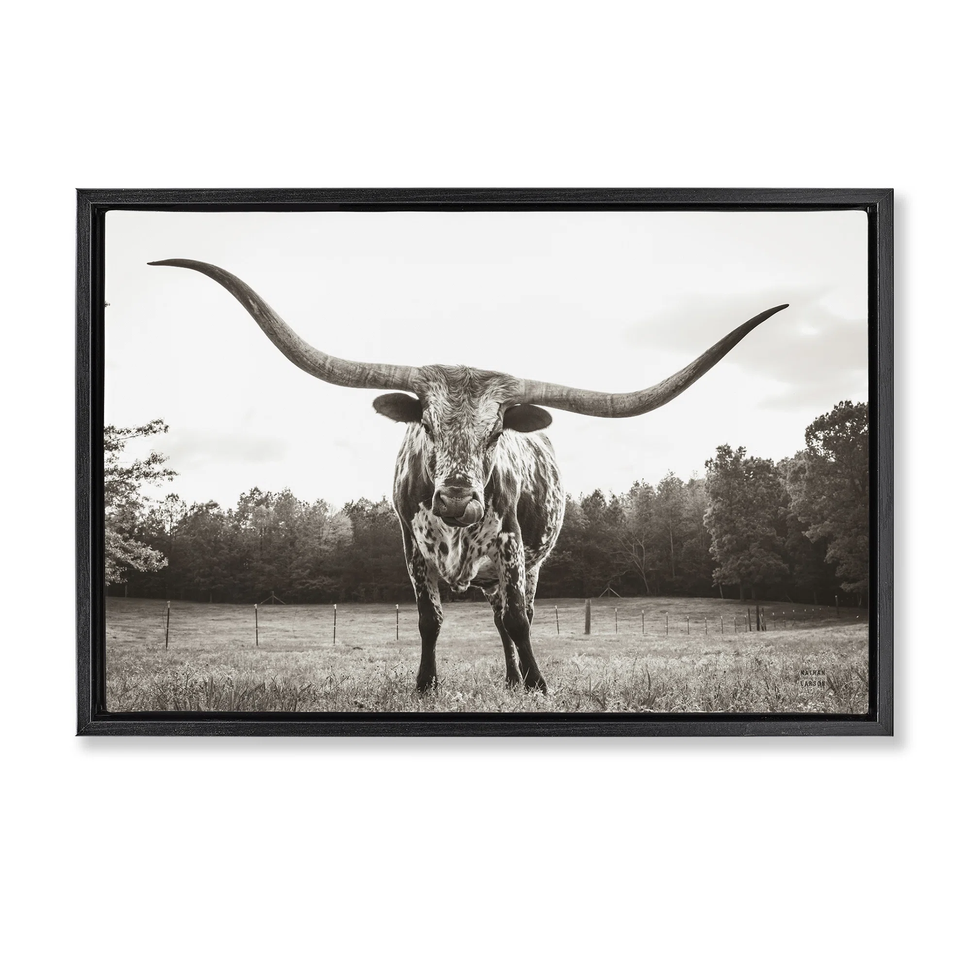 Longhorn Licking Lips Floater Canvas By Nathan Larson