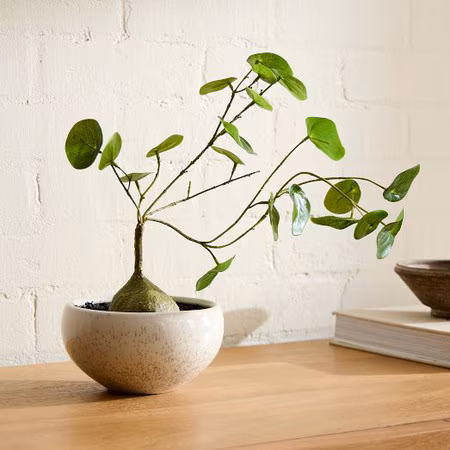 Faux Potted Caudex Plant D18605