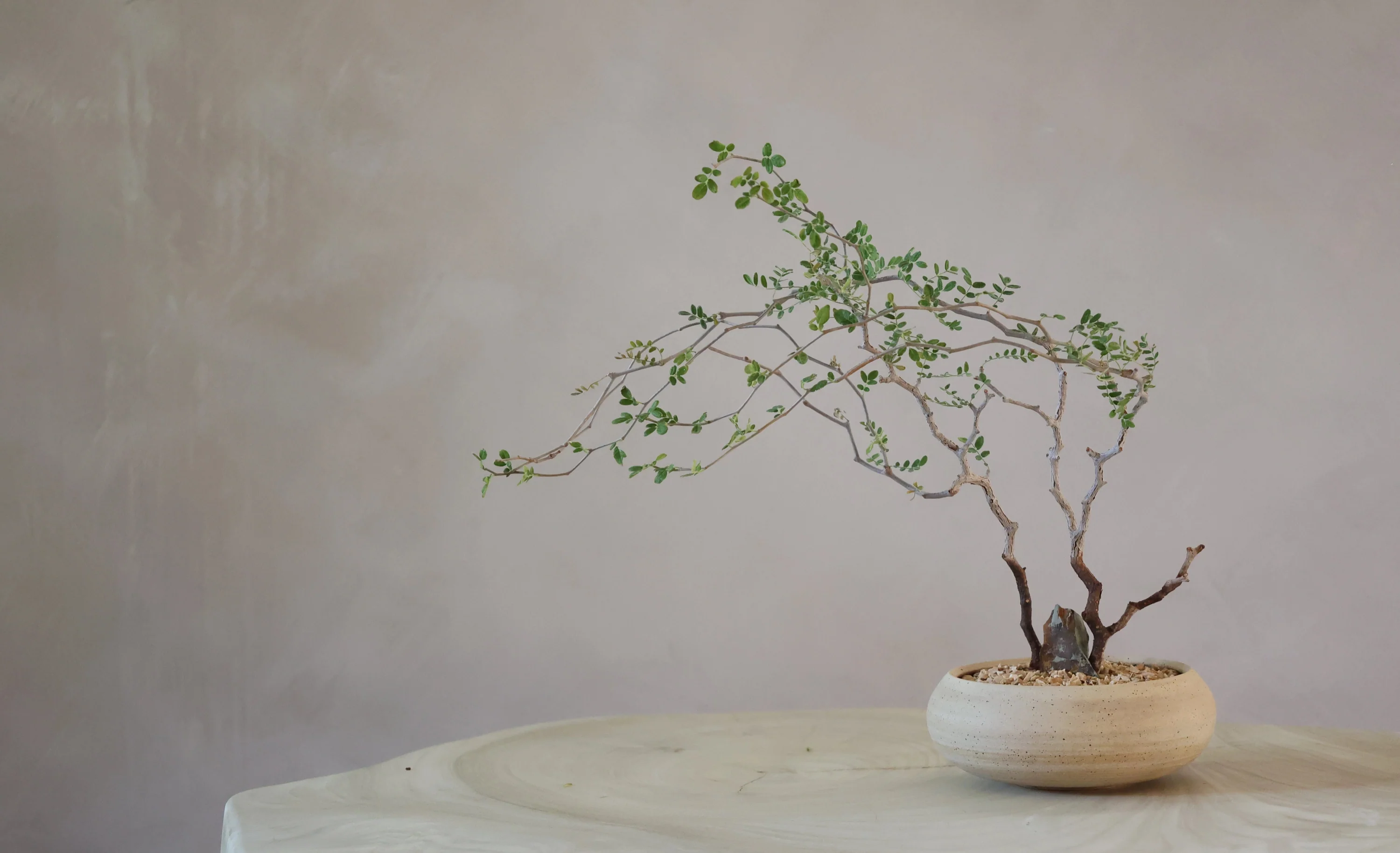 Monstruosa Plant