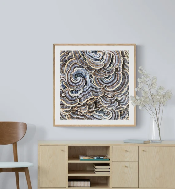 Abstract Turkey Tail Mushroom Photo Gray