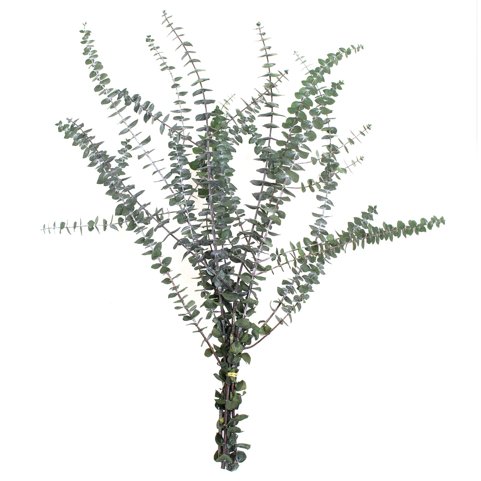 30'' Branch